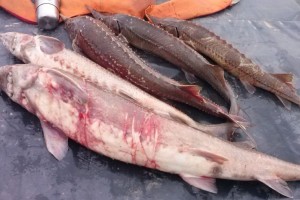 В Астрахани за незаконную добычу белуги и осетра будут судить пятерых браконьеров