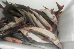 Жителю Астраханской области грозит миллионный штраф за приобретение краснокнижной рыбы