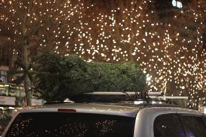 Астраханцы начали продавать елки к Новому году со дворов из-за поверий