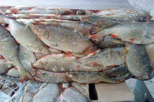 Астраханские и казахстанские пограничники обнаружили холодильники с шестью тоннами рыбы