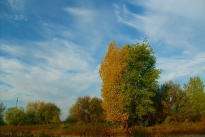 В Астраханской области объявлены имена победителей фотоконкурса «Осенний лес»