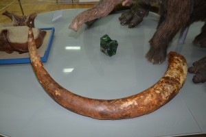 Коллекция астраханского музея пополнилась бивнем мамонта и черепом гигантского оленя