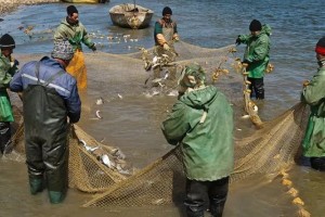 В Астраханской области рыбодобывающая компания скрыла улов на 700 тысяч рублей