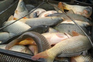 Через Астраханскую область в Самару не пропустили «газель» с 2,5 тоннами свежей рыбы