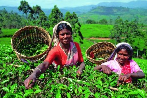 С астраханских прилавков может исчезнуть чай из Шри-Ланки