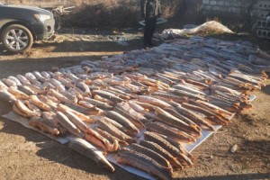 В Астраханской области у браконьеров изъяли 2,5 тонны осетрины