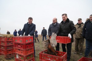 В Астраханской области выпустили в природу сто птенцов северокавказского фазана