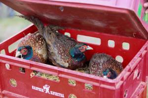 В Астраханской области в дикую природу выпустили птенцов фазана