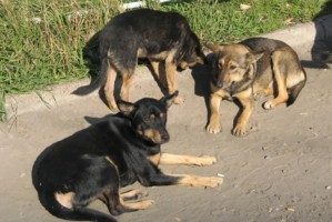 В Астраханской области начали травить собак