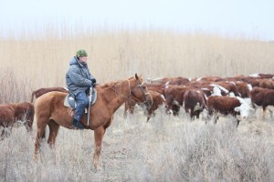 К астраханскому фермеру Виктору Волкову выстраивается очередь за племенными телятами