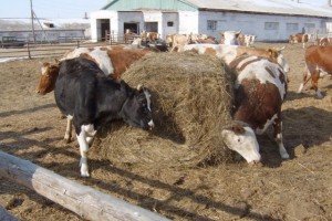 Астраханские фермеры отчитались о количестве заготовленного корма
