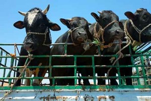 В Астраханскую область не впустили три фуры с коровами