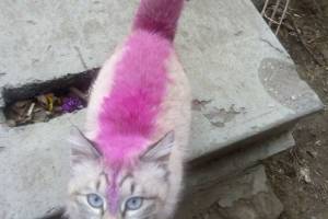 В Астрахани живодеры разукрашивают животных едкой краской