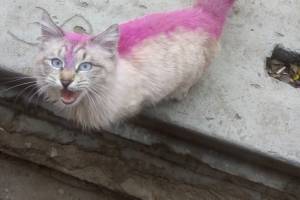 В Астрахани история с розовым котиком, переполошившая соцсети, получила неожиданное продолжение