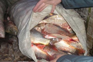В Астраханской области уничтожили около пяти тонн рыбы с душком