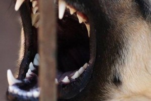 В Астрахани усыпили собаку-убийцу, в результате нападения которой погиб ребёнок