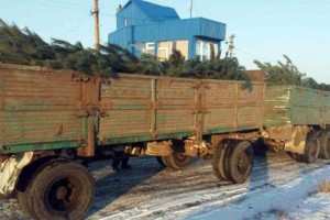 В Астраханскую область незаконно пытались ввезти партию ёлок, игрушек и нижнего белья