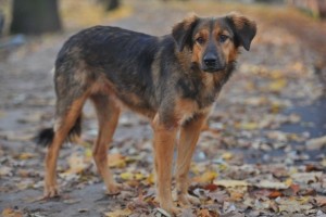 В Год Собаки в Астраханской области построят приют для животных