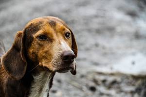 В год Собаки в Астрахани обещают построить приют для животных