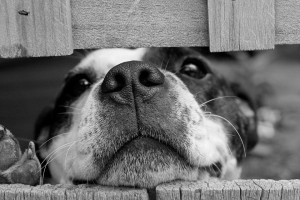 В год Собаки в Астрахани обещают построить приют для животных
