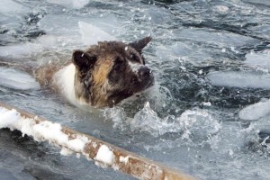 Астраханец провалился под лёд, спасая жизнь собаке