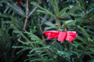 Синоптики отменили рождественские морозы в Астрахани