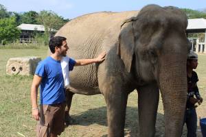 Как слониха отблагодарила астраханского ветеринара за проведенную операцию