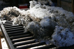 Из Астраханской области в Казахстан не выпустили 20 тонн немытой овечьей шерсти