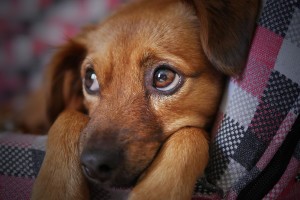 В Астрахани пес провел несколько дней в ловушке, упав в фонтан