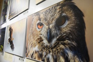 В Астрахани открылась выставка фотографий астраханской природы «Сохраняя будущее»