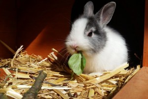 Кролики довели астраханцев до преступления