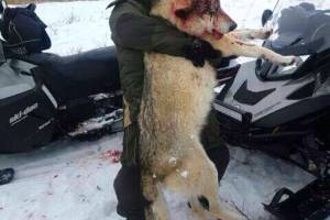 Мертвый астраханский волк-монстр &#171;пожирал&#187; собак и телят повсюду