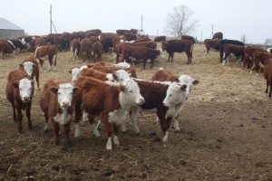 В Астраханской области пастух продал чужих коров
