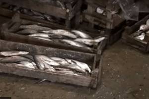 В Астраханской уничтожили 15 тонн опасной для здоровья рыбы