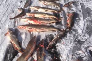 В эти выходные рыбалка в Астраханской области обещает быть жаркой