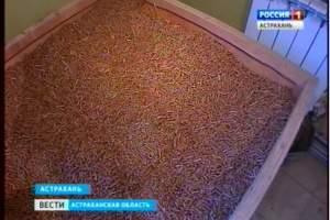 В Астрахани появился новый способ переработки хвойных деревьев