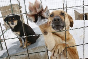 На четырёх улицах Астрахани отловлены три бродячие собаки