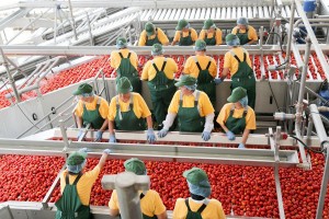 Астраханские производители намерены занять более 40% на российском рынке томат-пасты