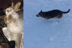 В Казахстане из-за аномальных морозов на ходу замерзают животные