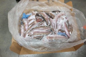 Астраханский бизнесмен заплатит 20 тыс рублей штрафа за 40 тонн рыбы без маркировки