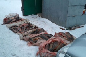 У астраханца в гараже обнаружили более 250 кг незаконно добытой рыбы