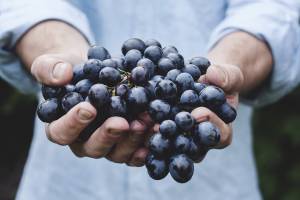 Какие сорта винограда полезны для здоровья