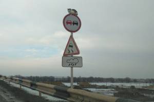 Котик на дорожном знаке под Астраханью вызвал бурю эмоций в соцсетях  