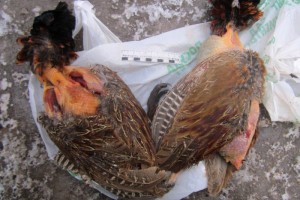 В Астраханской области поймали охотника-нелегала из Воронежа с зайцами и фазанами
