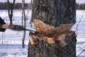 В Астраханской области директор лесхоза нанёс ущерб природе почти на 2 миллиона рублей