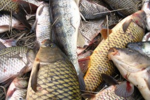 Астраханские рыбоперерабатывающие предприятия наказали за хранение рыбы на полу