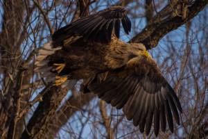 В Астраханской области орланы-белохвосты сядут на гнезда в феврале