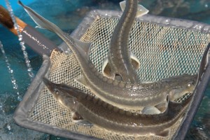 Астраханские рыбоводы всё активнее занимаются выращиванием товарных осетровых
