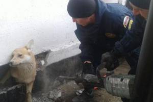 В Астрахани спасатели вызволили из бетонного плена застрявшую собаку