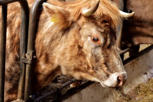 В Астраханскую область из-за отсутствия бирок не пропустили 55 бычков
